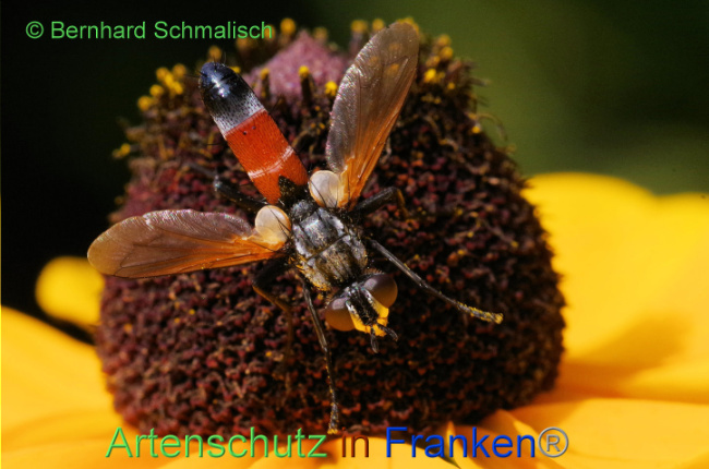 © Artenschutz in Franken® / Bernhard Schmalisch Bild zum Eintrag (1091523-160)