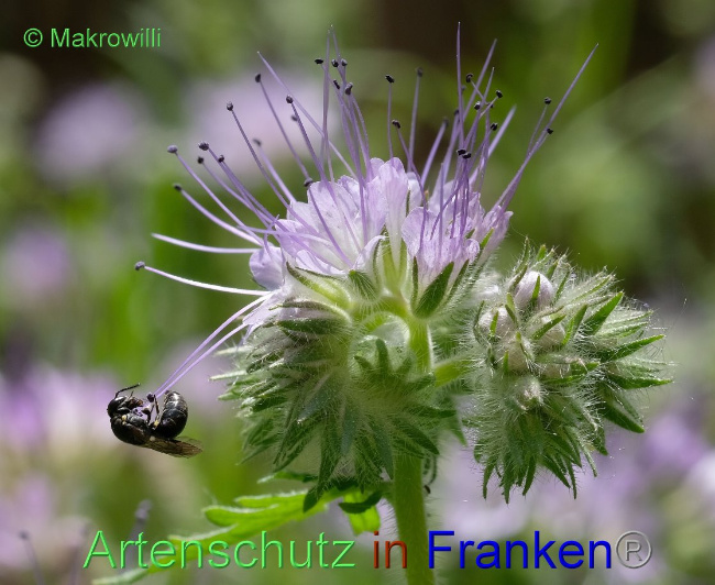© Artenschutz in Franken® / Makrowilli Bild zum Eintrag (1091621-160)