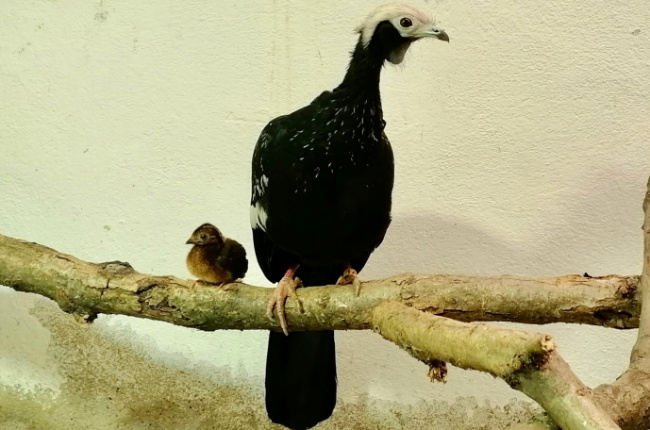 © ZOOLOGISCHER GARTEN MAGDEBURG gGmbH Bild zum Eintrag (1091786-160)