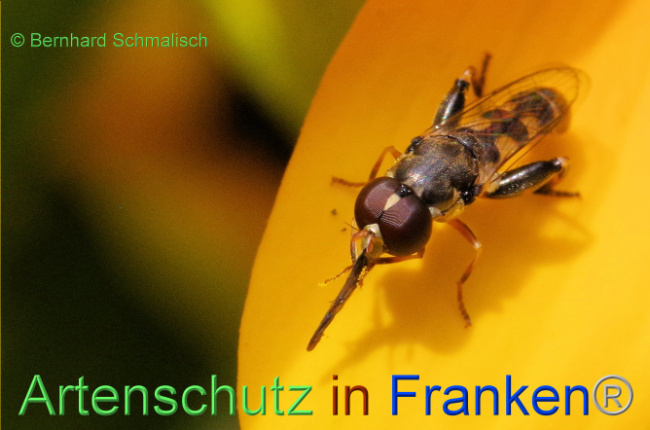© Artenschutz in Franken® / Bernhard Schmalisch Bild zum Eintrag (1091857-160)