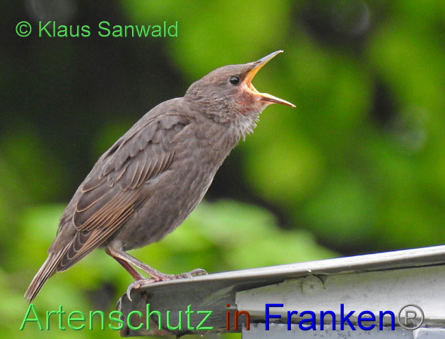 © Artenschutz in Franken® / Klaus Sanwald Bild zum Eintrag (1091997-160)