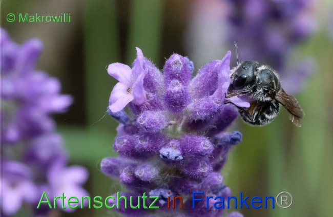 © Artenschutz in Franken® / Makrowilli Bild zum Eintrag (1092129-160)