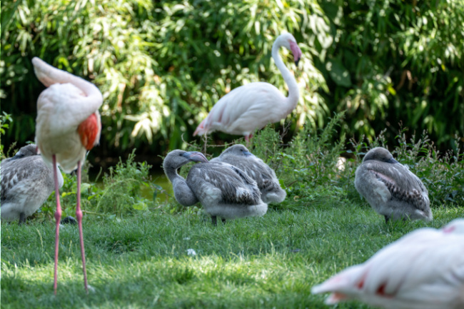 © Wilhelma/Lisa-Marie Grimmer Bild zum Eintrag (1092280-160)