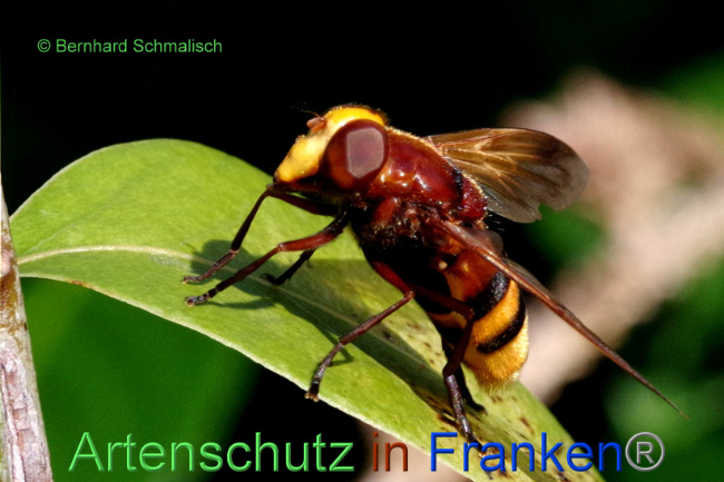 © Artenschutz in Franken® / Bernhard Schmalisch Bild zum Eintrag (1092335-160)