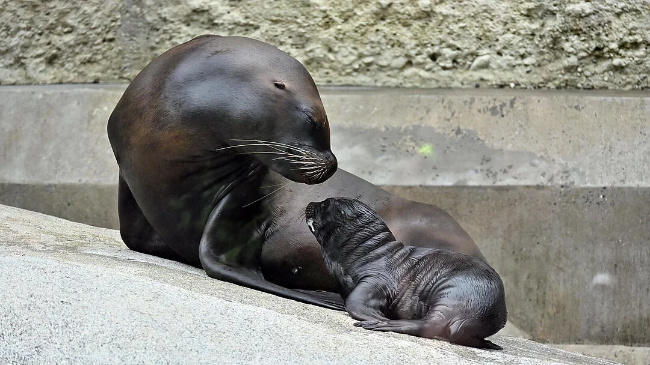 © Münchener Tierpark Hellabrunn AG Bild zum Eintrag (1092341-160)