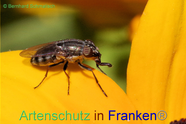 © Artenschutz in Franken® / Bernhard Schmalisch Bild zum Eintrag (1092481-160)