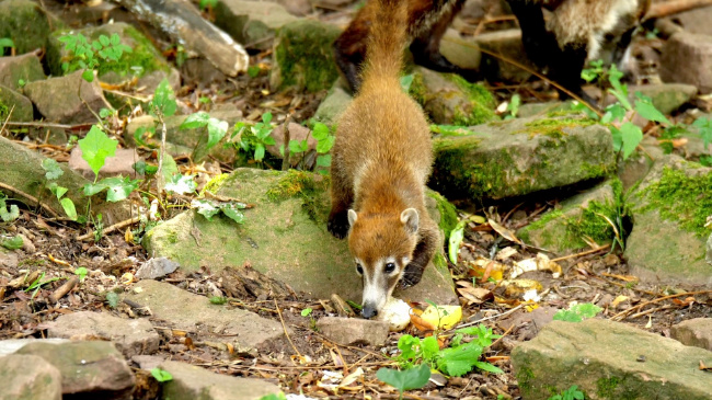 © ZOOLOGISCHER GARTEN MAGDEBURG gGmbH Bild zum Eintrag (1092485-160)