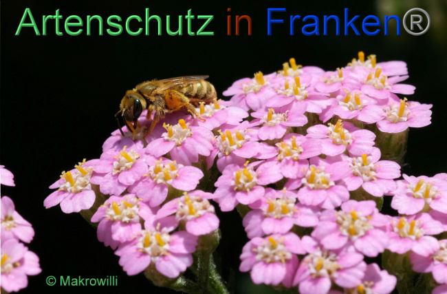 © Artenschutz in Franken® / Makrowilli Bild zum Eintrag (1092513-160)