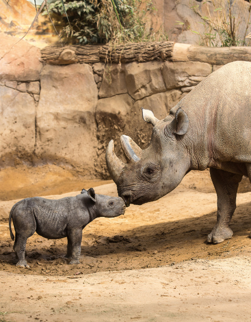© ZOOLOGISCHER GARTEN MAGDEBURG gGmbH Bild zum Eintrag (1092772-160)