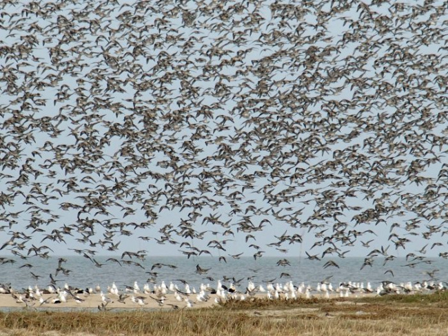 © Landesbetrieb für Küstenschutz, Nationalpark und Meeresschutz Schleswig-Holstein Nationalparkverwaltung © Tamara Kleber Bild zum Eintrag (1092815-160)