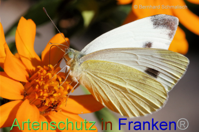 © Artenschutz in Franken® / Bernhard Schmalisch Bild zum Eintrag (1093241-160)