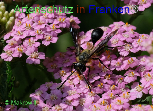 © Artenschutz in Franken® / Makrowilli Bild zum Eintrag (1093254-160)