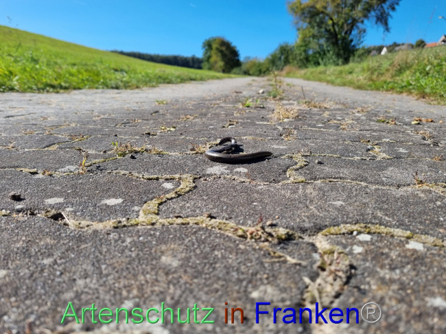 Bild zum Eintrag (1094351-160)