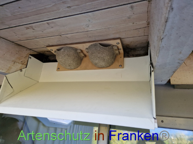© Artenschutz in Franken® Bild zum Eintrag (1095254-160)