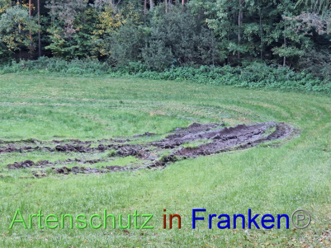 © Artenschutz in Franken® Bild zum Eintrag (1095372-160)