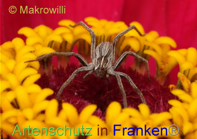 Ā© Artenschutz in FrankenĀ® / Makrowilli Bild zum Eintrag (1095380-160)