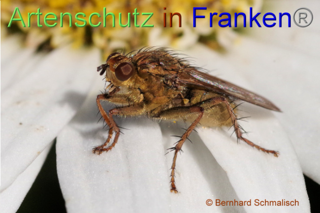 Ā© Artenschutz in FrankenĀ® / Bernhard Schmalisch Bild zum Eintrag (1095433-160)