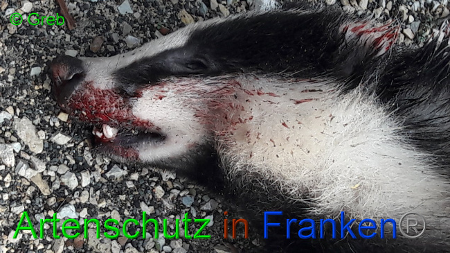 © Artenschutz in Franken® / V.Greb Bild zum Eintrag (1095614-160)