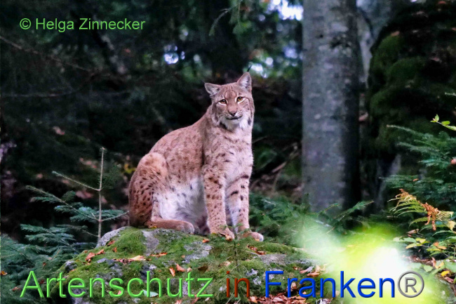 © Artenschutz in Franken® / Helga Zinnecker Bild zum Eintrag (1095732-160)