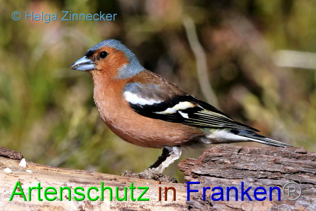 © Artenschutz in Franken® / Helga Zinnecker Bild zum Eintrag (1095744-160)