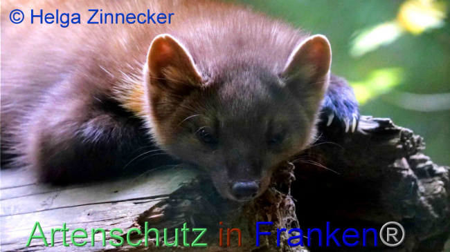 © Artenschutz in Franken® / Helga Zinnecker Bild zum Eintrag (1095783-160)