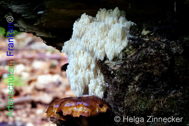 © Artenschutz in Franken® / Helga Zinnecker Bild zum Eintrag (1095900-160)
