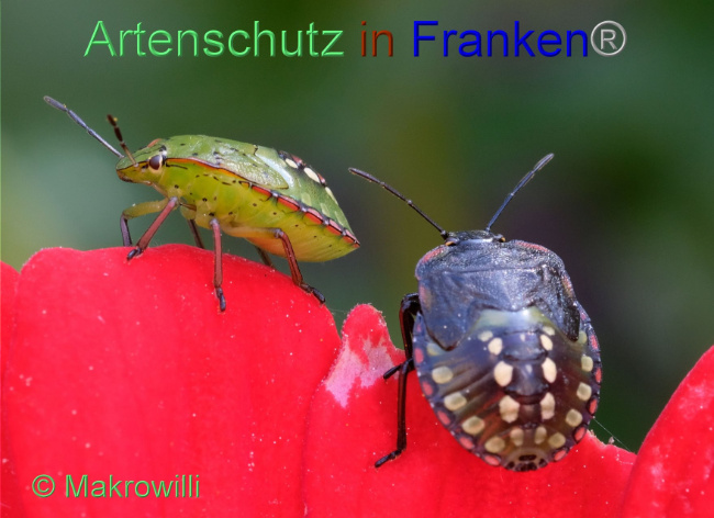 © Artenschutz in Franken® / Makrowilli Bild zum Eintrag (1096134-160)