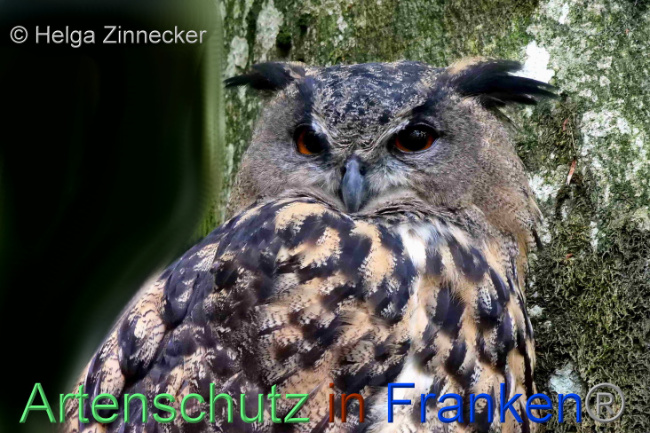 © Artenschutz in Franken® / Helga Zinnecker Bild zum Eintrag (1096320-160)