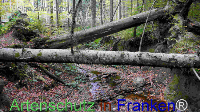 © Artenschutz in Franken® / Helga Zinnecker Bild zum Eintrag (1096324-160)