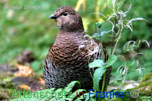 © Artenschutz in Franken® Bild zum Eintrag (1096408-160)