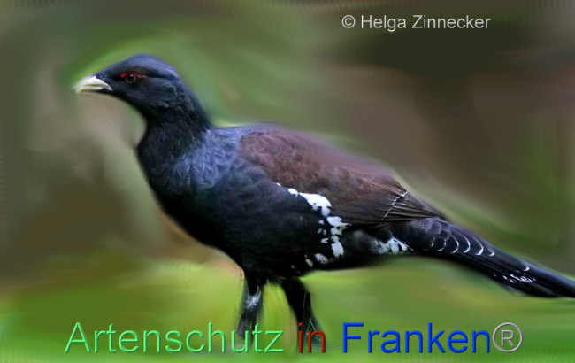 © Artenschutz in Franken® / Helga Zinnecker Bild zum Eintrag (1096536-160)