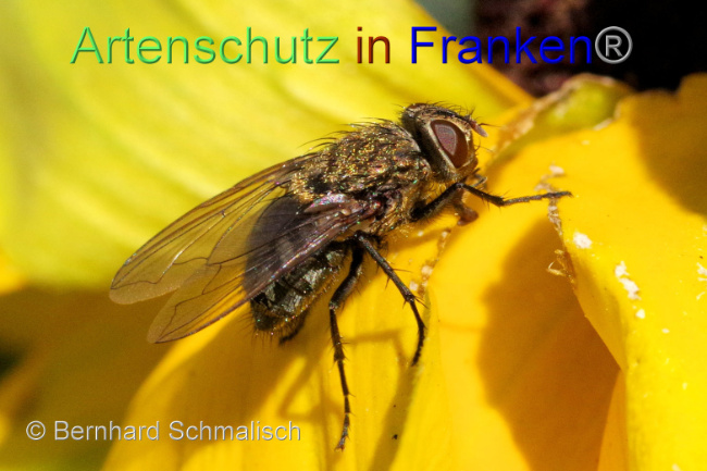 Ā© Artenschutz in FrankenĀ® / Bernhard Schmalisch Bild zum Eintrag (1096587-160)
