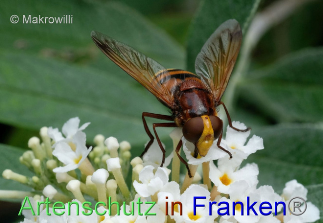 Ā© Artenschutz in FrankenĀ® / Makrowilli Bild zum Eintrag (1096781-160)