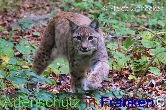 © Artenschutz in Franken® / Helga Zinnecker Bild zum Eintrag (1096809-160)