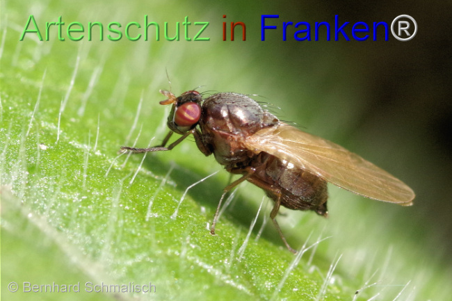 Ā© Artenschutz in FrankenĀ® / Bernhard Schmalisch Bild zum Eintrag (1096838-160)
