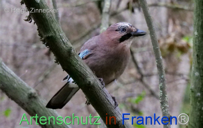 © Artenschutz in Franken® / Helga Zinnecker Bild zum Eintrag (1097017-160)