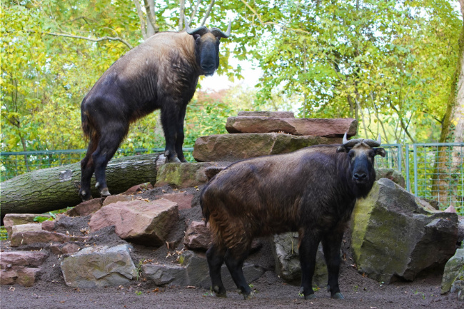 Ā© ZOOLOGISCHER GARTEN MAGDEBURG gGmbH Bild zum Eintrag (1097116-160)