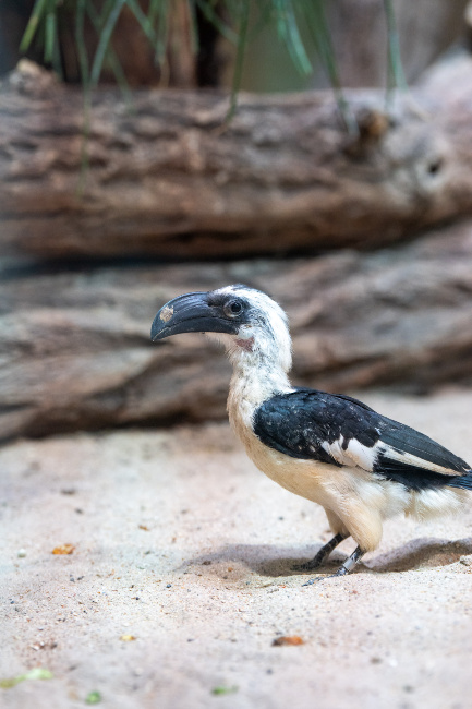 © Zoologisch-Botanischer Garten Stuttgart - Lisa - Marie Grimmer Bild zum Eintrag (1097136-160)