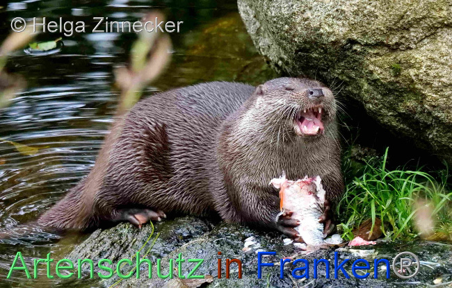 © Artenschutz in Franken® / Helga Zinnecker Bild zum Eintrag (1097148-160)