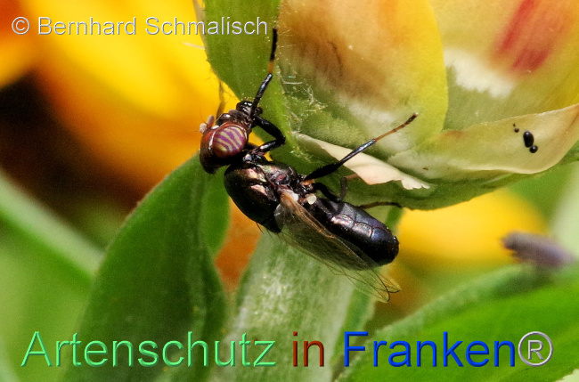 Ā© Artenschutz in FrankenĀ® / Bernhard Schmalisch Bild zum Eintrag (1097162-160)
