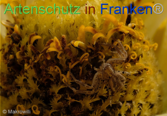 © Artenschutz in Franken® / Makrowilli Bild zum Eintrag (1097211-160)