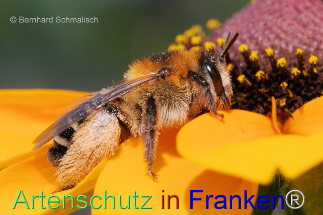 © Artenschutz in Franken® / Bernhard Schmalisch Bild zum Eintrag (1097237-160)
