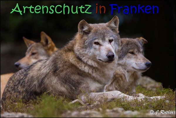 © Artenschutz in Franken® / Johannes Rother Bild zum Eintrag (1097316-160)