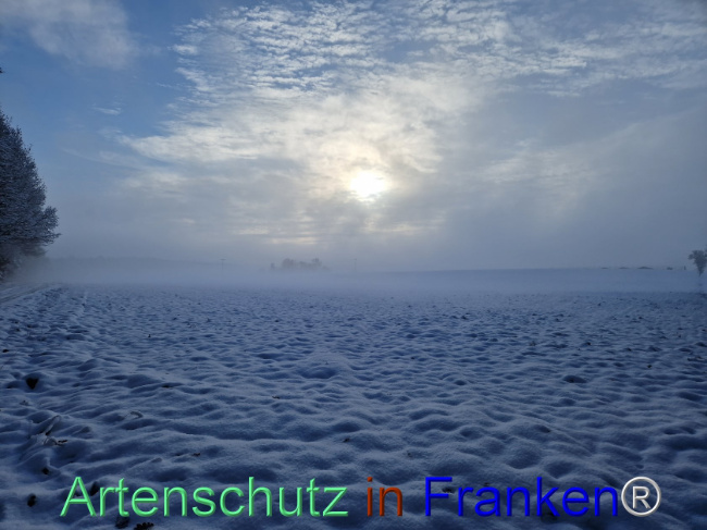 © Artenschutz in Franken® Bild zum Eintrag (1097373-160)