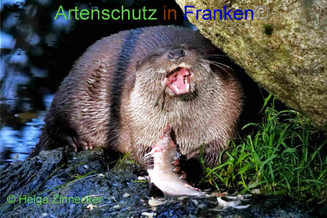 © Artenschutz in Franken® / Helga Zinnecker Bild zum Eintrag (1097468-160)