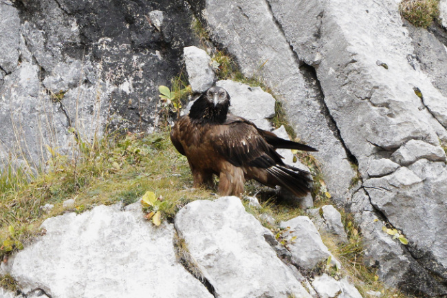 © Christian Steiger Bild zum Eintrag (1097480-160)