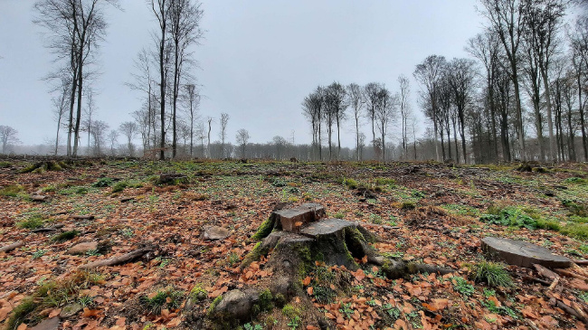 Ā© BN - Ralf StrauĆberger Bild zum Eintrag (1097551-160)