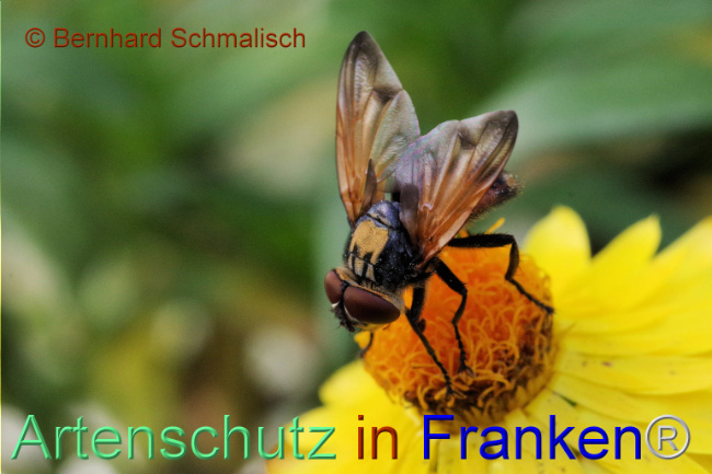 © Artenschutz in Franken® / Bernhard Schmalisch Bild zum Eintrag (1097553-160)