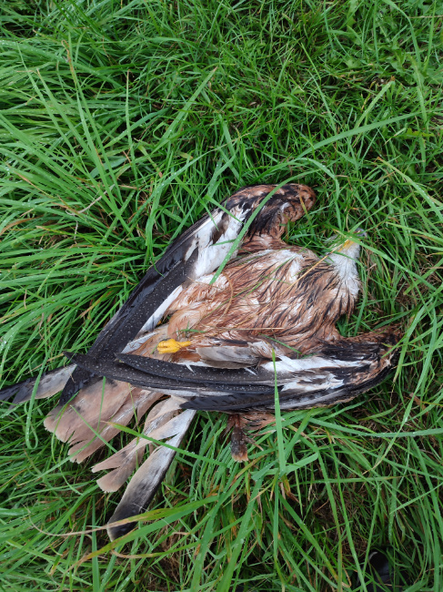© Heidi Seiß Bild zum Eintrag (1097605-160)