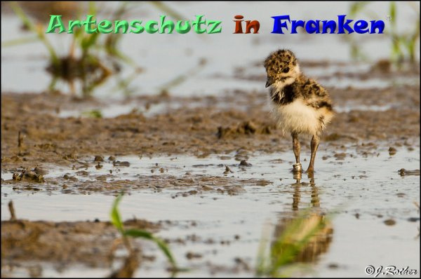 © Artenschutz in Franken® / Johannes Rother Bild zum Eintrag (1097636-160)